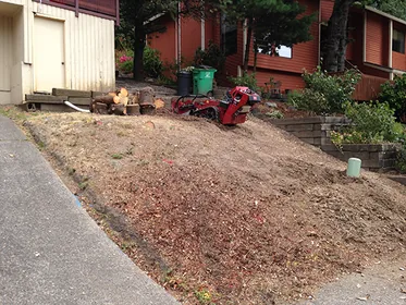 Cleared and ground stump area along a driveway